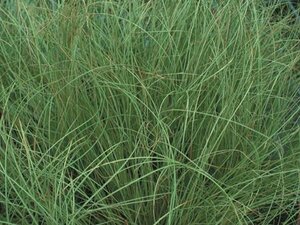 Carex comans 'Frosted Curls' C2
