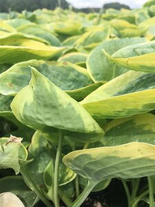 Hosta sieboldiana 'Frances Williams' P9