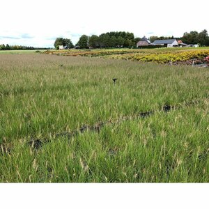Pennisetum alopecuroides 'Hameln' P9 - afbeelding 6
