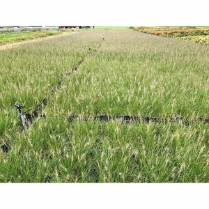 Pennisetum alopecuroides 'Hameln' P9 - afbeelding 4