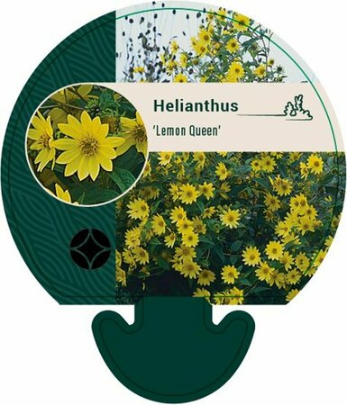 Helianthus 'Lemon Queen' P9 - afbeelding 2