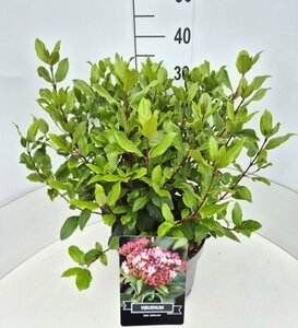 Viburnum tinus 'Gwenllian' 40/50 C. - afbeelding 4