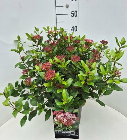 Viburnum tinus 'Gwenllian' 40/50 C. - afbeelding 5