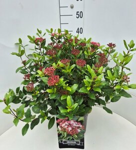 Viburnum tinus 'Gwenllian' 40/50 C. - afbeelding 5