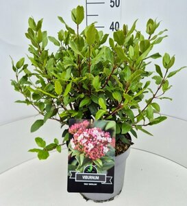 Viburnum tinus 'Gwenllian' 40/50 C. - afbeelding 6