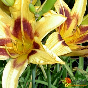 Hemerocallis 'Bonanza' P9