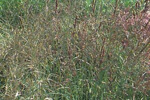 Molinia arundinacea 'Windspiel' C1.5