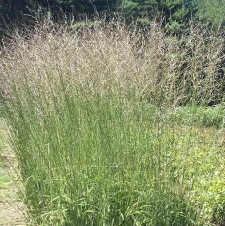 Molinia arundinacea 'Windspiel' C1.5 - afbeelding 3