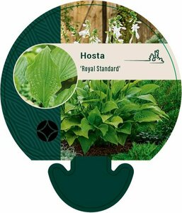 Hosta 'Royal Standard' P9