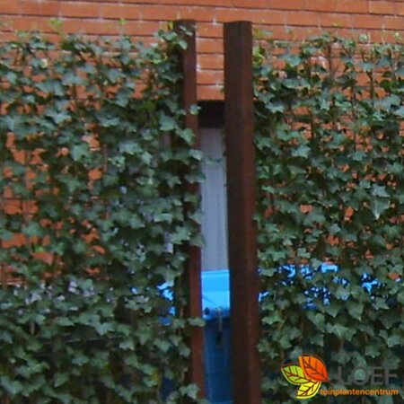 Hardhouten paal - afbeelding 1