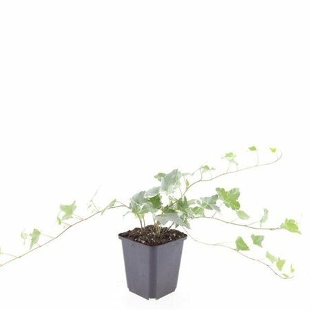 Hedera helix 'Glacier' - afbeelding 2