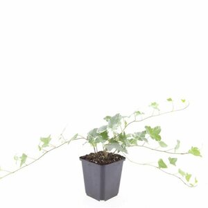 Hedera helix 'Glacier' - afbeelding 2