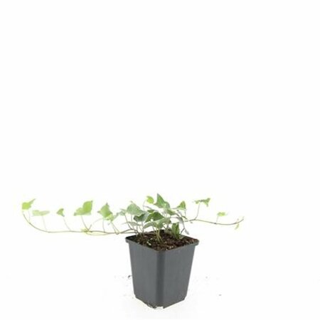 Hedera helix 'Glacier' - afbeelding 3