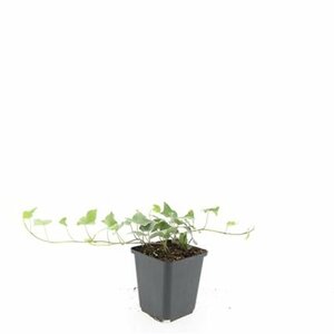 Hedera helix 'Glacier' - afbeelding 3