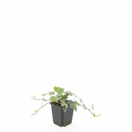 Hedera helix 'Glacier' - afbeelding 4