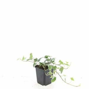 Hedera helix 'Glacier' - afbeelding 5