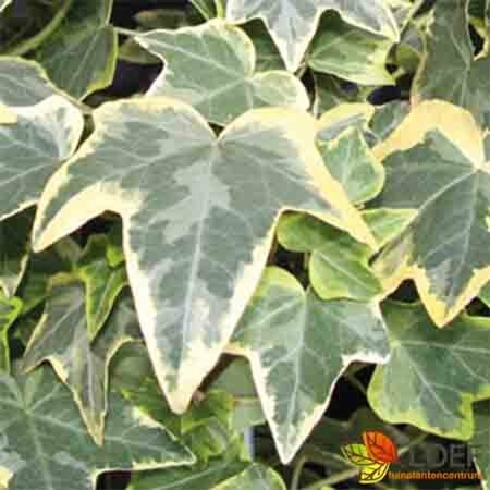 Hedera helix 'Goldchild' - afbeelding 1