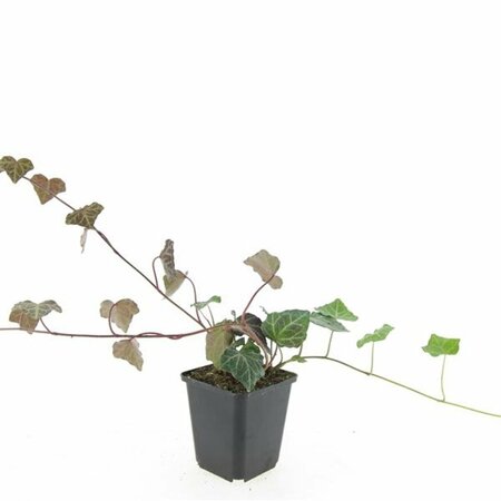Hedera helix 'Woerner' - afbeelding 3
