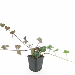 Hedera helix 'Woerner' - afbeelding 3