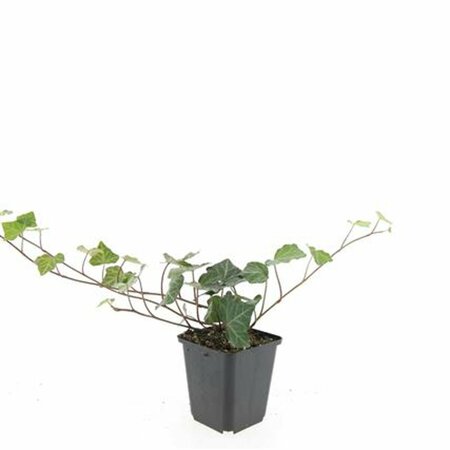 Hedera helix 'Woerner' - afbeelding 4