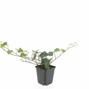 Hedera helix 'Woerner' - afbeelding 4