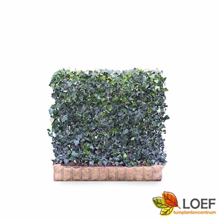 Hedera helix 'Woerner' - afbeelding 6