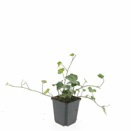 Hedera helix 'Woerner' - afbeelding 5