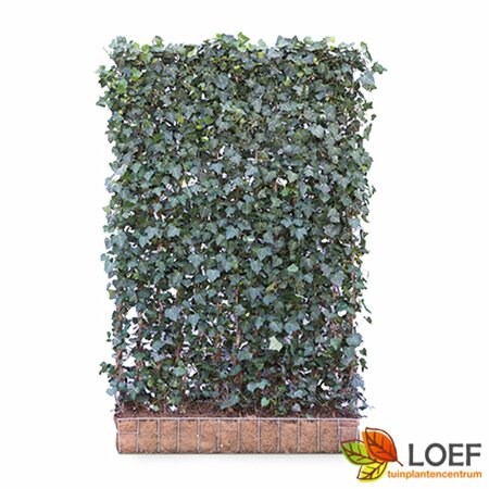 Hedera helix 'Woerner' - afbeelding 7