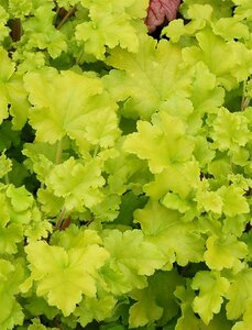Heuchera 'Lime Marmalade' P9