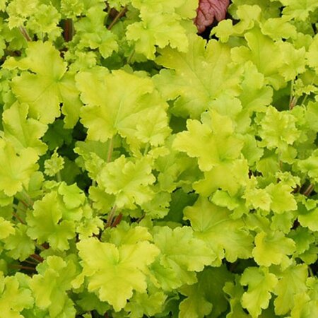 Heuchera 'Lime Marmalade' P9 - afbeelding 3