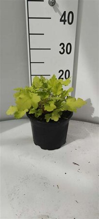 Heuchera 'Lime Marmalade' P9 - afbeelding 1