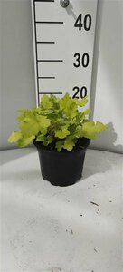 Heuchera 'Lime Marmalade' P9