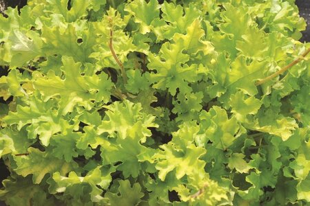 Heuchera 'Lime Marmalade' P9 - afbeelding 4