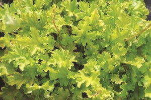 Heuchera 'Lime Marmalade' P9 - afbeelding 4
