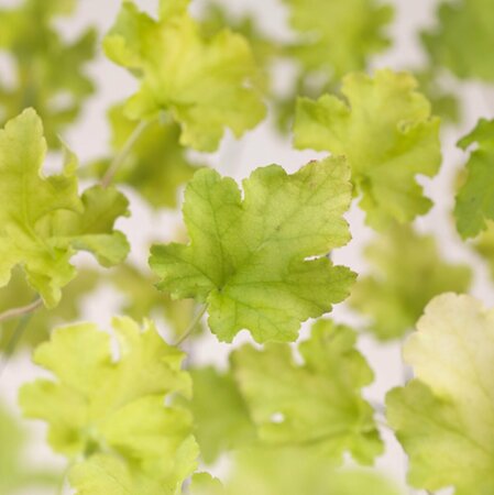 Heuchera 'Lime Marmalade' P9 - afbeelding 5