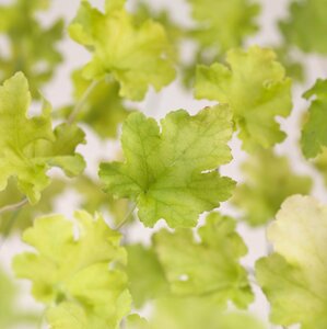 Heuchera 'Lime Marmalade' P9 - afbeelding 5