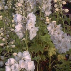 Delphinium pacific 'Galahad' P9 - afbeelding 4
