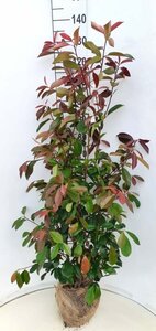 Photinia fraseri 'Red Robin' - afbeelding 3