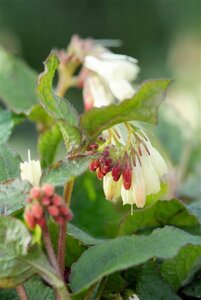 Symphytum grandiflorum P9