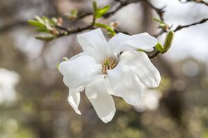 Magnolia kobus 10-12 C.  - afbeelding 4