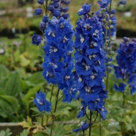 Delphinium pacific 'Blue Bird' P9 - afbeelding 4