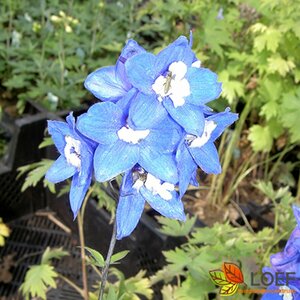 Delphinium pacific 'Blue Bird' P9