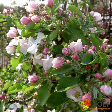 Malus domestica 'Elstar' 10-12 C.  - afbeelding 1