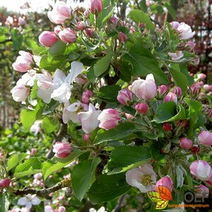 Malus domestica 'Elstar' 10-12 C. 