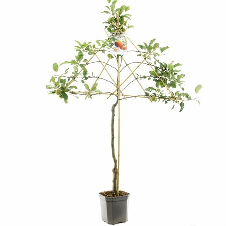 Malus domestica 'Elstar' 10-12 C.  - afbeelding 5