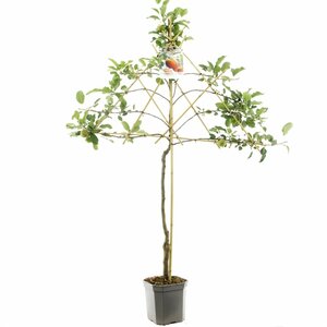 Malus domestica 'Elstar' 10-12 C.  - afbeelding 5