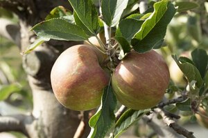 Malus domestica 'Elstar' 10-12 C.  - afbeelding 6