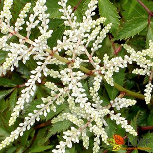 Astilbe japonica 'Gladstone' P9