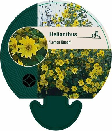 Helianthus 'Lemon Queen' P9 - afbeelding 2