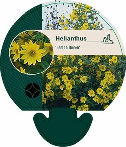 Helianthus 'Lemon Queen' P9 - afbeelding 2